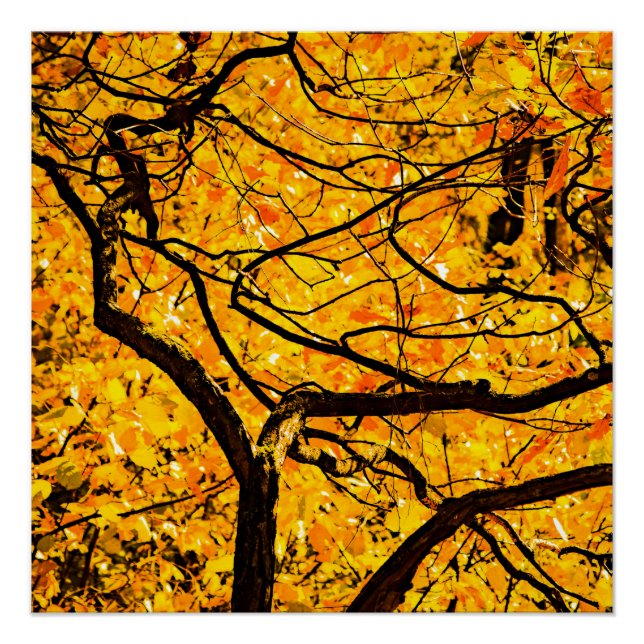 Golden Veins Of Autumn Poster (Front)