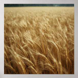 Golden Wheat Fields Poster