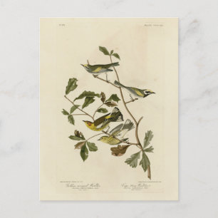 Golden-winged & Cape May Warblers, Audubon's Birds Postcard