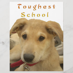 Golden Wisdom: A Dog's-Eye View of Life's School