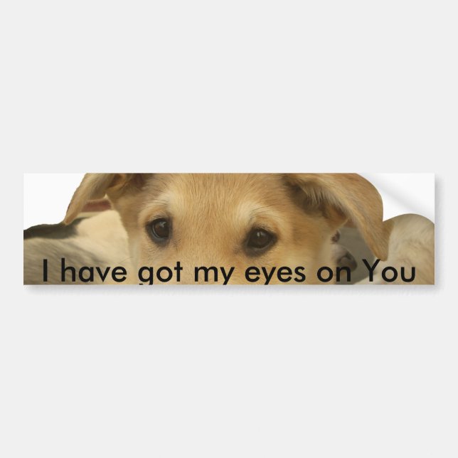 Golden Wisdom: A Dog's-Eye View of Life's School Bumper Sticker (Front)