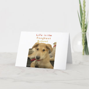 Golden Wisdom: A Dog's-Eye View of Life's School Card