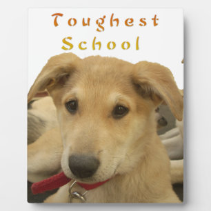 Golden Wisdom: A Dog's-Eye View of Life's School Plaque