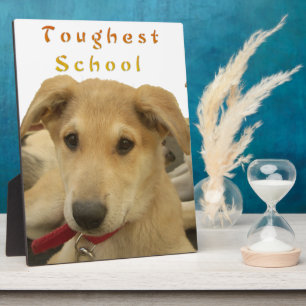 Golden Wisdom: A Dog's-Eye View of Life's School Plaque