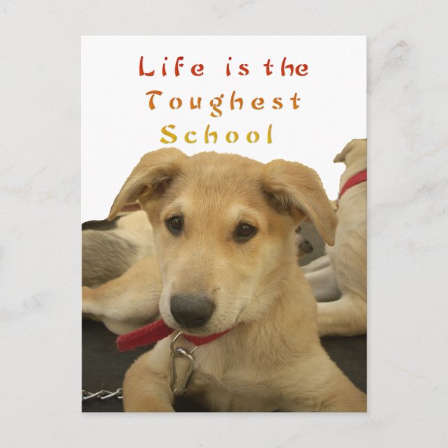 Golden Wisdom: A Dog's-Eye View of Life's School Postcard (Front)