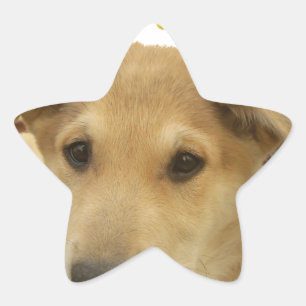 Golden Wisdom: A Dog's-Eye View of Life's School Star Sticker