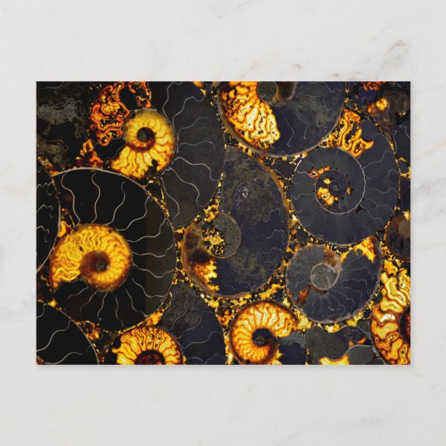 Golden yellow black fossil Nautilus Postcard (Front)