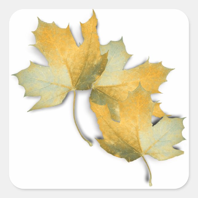 Golden Yellow  Fall Leaves Square Sticker (Front)