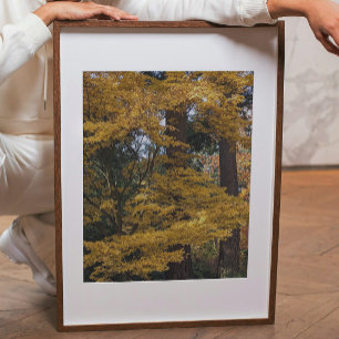 Golden Yellow Japanese Maple Leaves Botanical Photo Print