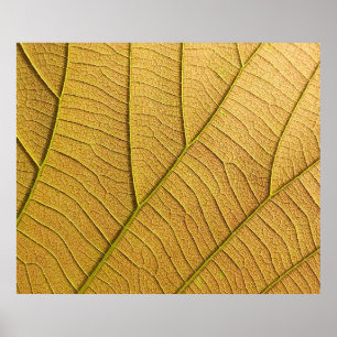 Golden yellow leaf pattern in the morning.  poster
