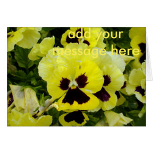 Golden Yellow Pansies,