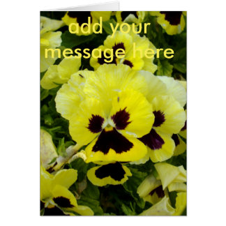 Golden Yellow Pansies,