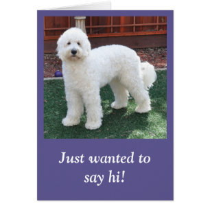 Goldendoodle all occasion card
