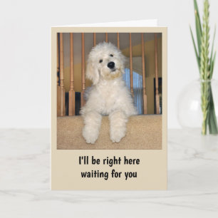 Goldendoodle any occasion card