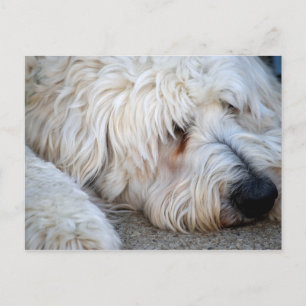 Goldendoodle background postcard