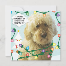 Goldendoodle Christmas, Doodle Fun
