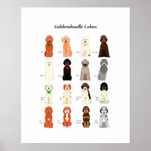 Goldendoodle colors poster