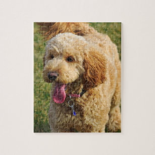 goldendoodle jigsaw puzzle