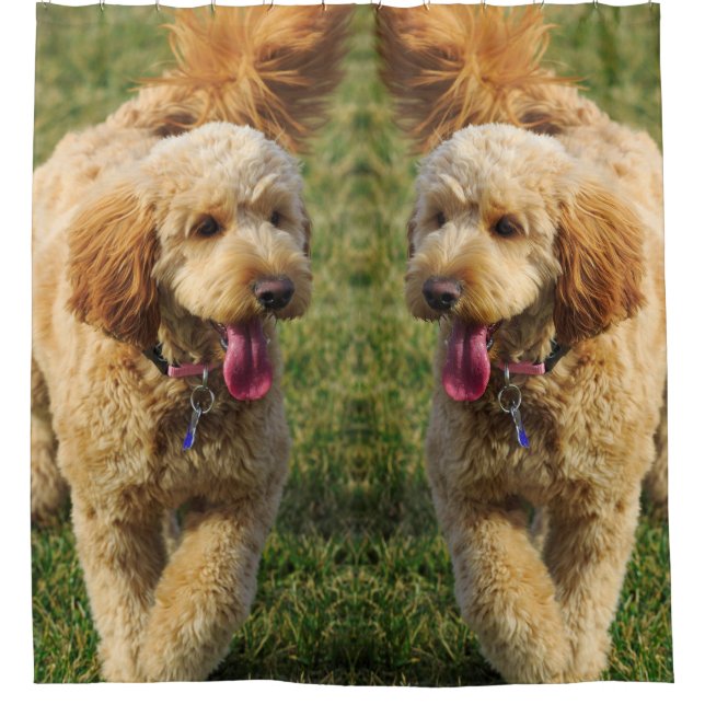 Goldendoodle Dog Photo Shower Curtain (Front)