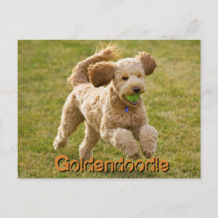 Goldendoodle Dog with Ball Postcard