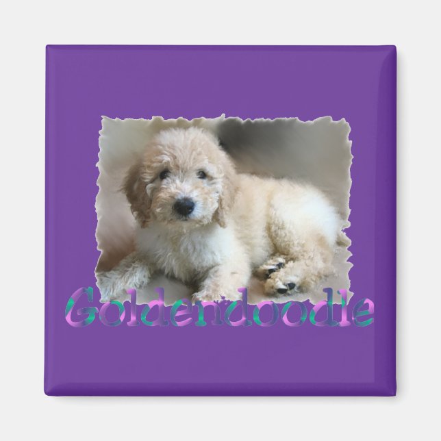 Goldendoodle Lovers Gifts Magnet (Front)