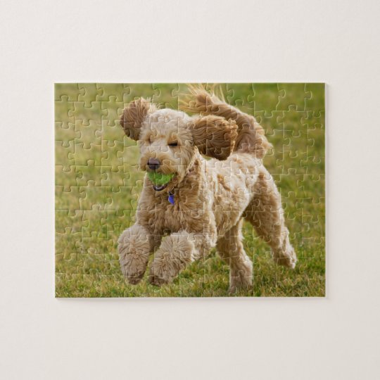 Goldendoodle Playing Fetch Jigsaw Puzzle Zazzle.co.uk