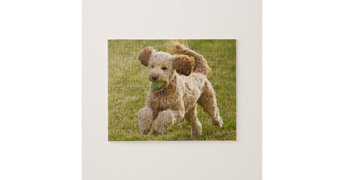 Goldendoodle Playing Fetch Jigsaw Puzzle Zazzle