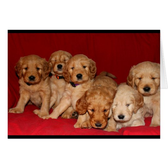 Goldendoodle Puppies Thinking Of You Card