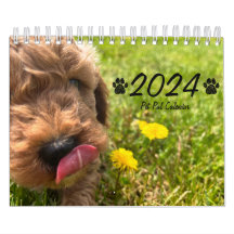 Goldendoodle Puppy 2024 Calendar