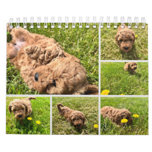 Goldendoodle Puppy 2024 Calendar