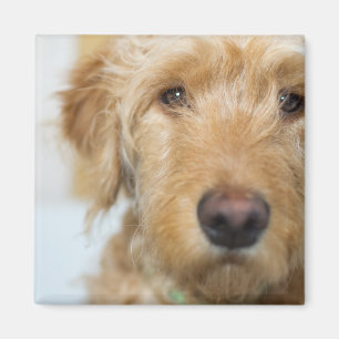Goldendoodle Puppy Closeup Magnet