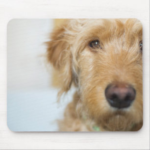 Goldendoodle Puppy Closeup Mouse Mat
