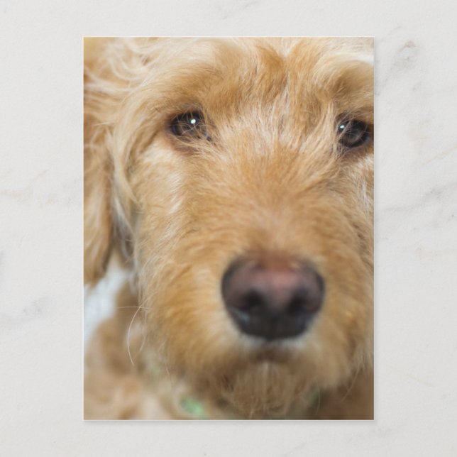 Goldendoodle Puppy Closeup Postcard (Front)