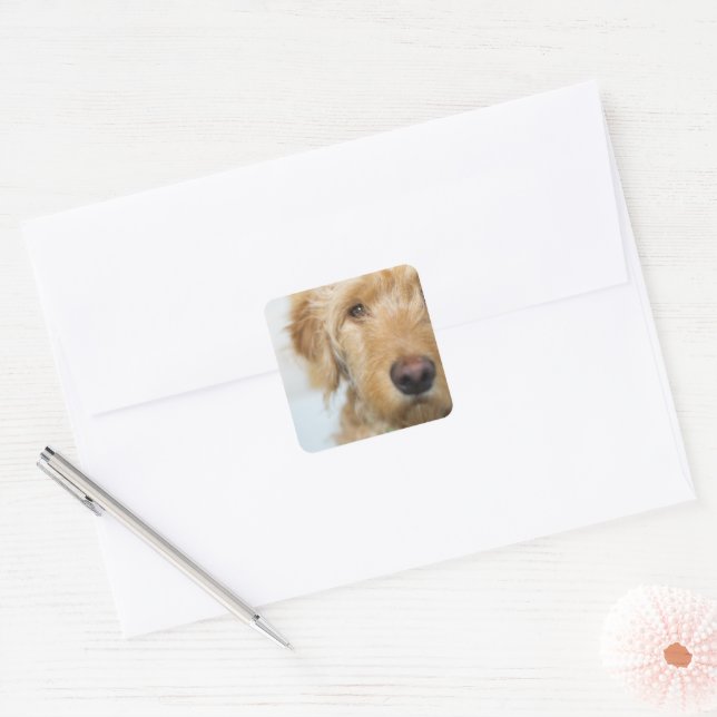 Goldendoodle Puppy Closeup Square Sticker (Envelope)
