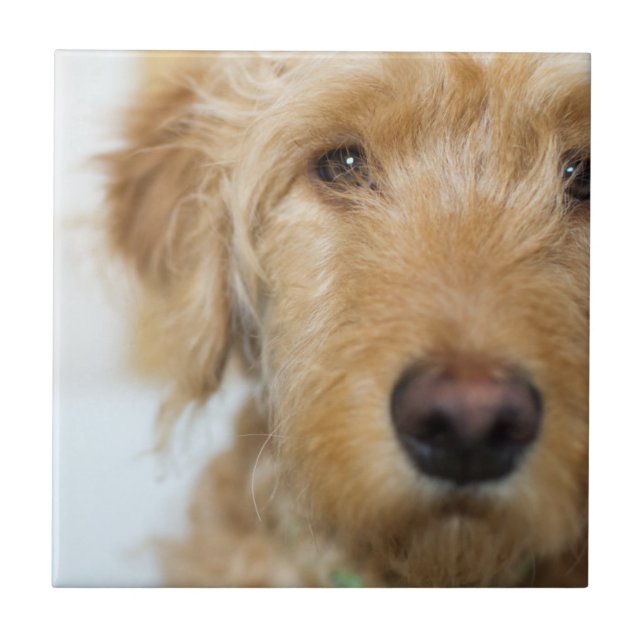 Goldendoodle Puppy Closeup Tile (Front)