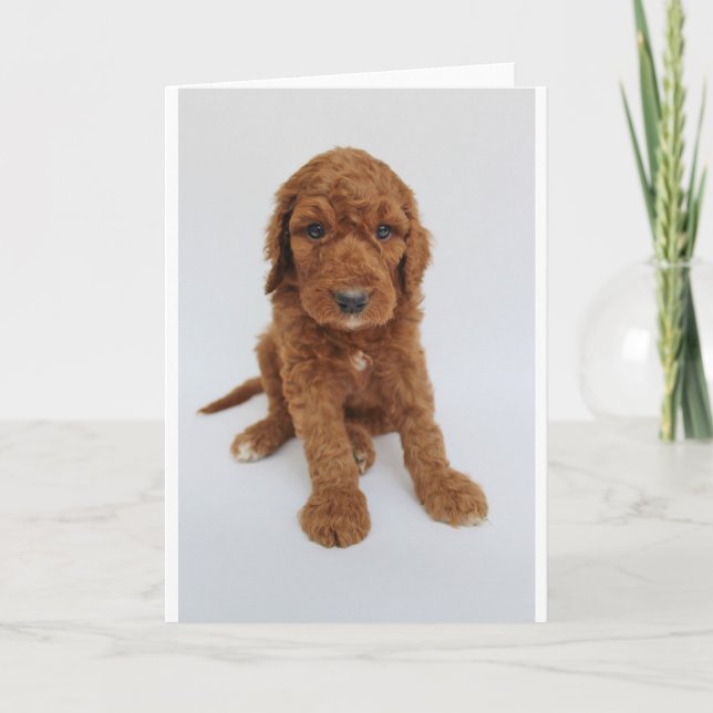 Goldendoodle Puppy Greeting Card (Front)