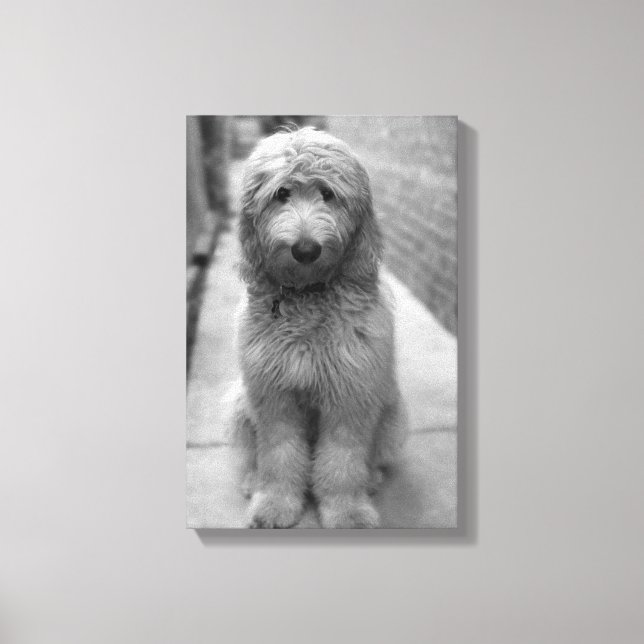 Goldendoodle Puppy In Backyard Canvas Print (Front)