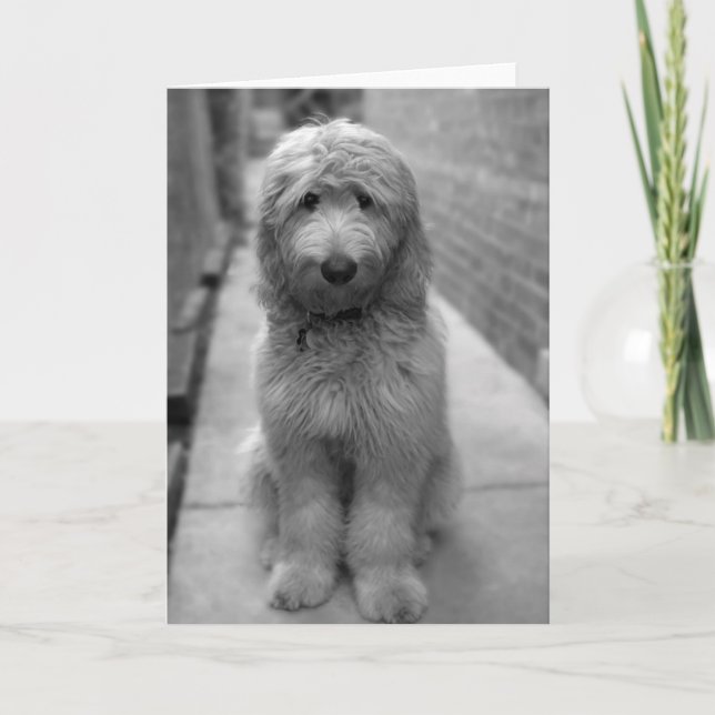 Goldendoodle Puppy In Backyard Card (Front)