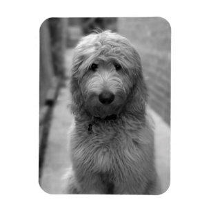 Goldendoodle Puppy In Backyard Magnet