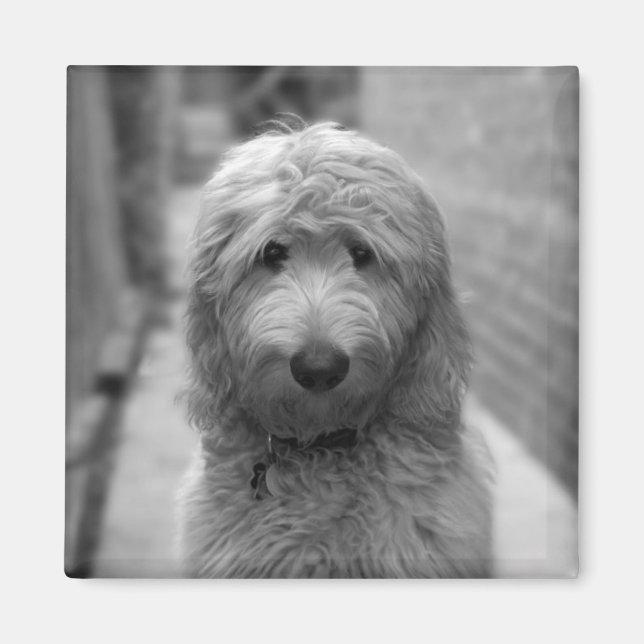 Goldendoodle Puppy In Backyard Magnet (Front)