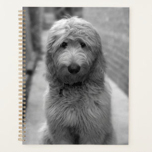 Goldendoodle Puppy In Backyard Planner