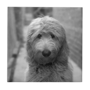 Goldendoodle Puppy In Backyard Tile