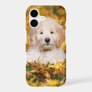 Goldendoodle Puppy In Fall Leaves