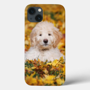 Goldendoodle Puppy In Fall Leaves iPhone 13 Case
