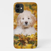 Goldendoodle Puppy In Fall Leaves