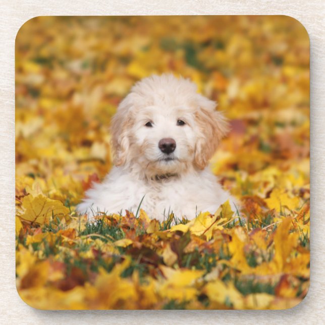 Goldendoodle Puppy In Fall Leaves Coaster (Front)