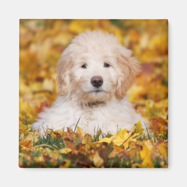 Goldendoodle Puppy In Fall Leaves Magnet (Front)