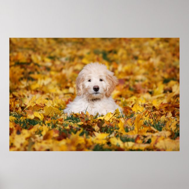 Goldendoodle Puppy In Fall Leaves Poster (Front)