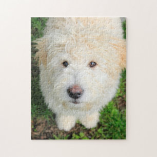 Goldendoodle Puppy Looking At Camera Jigsaw Puzzle