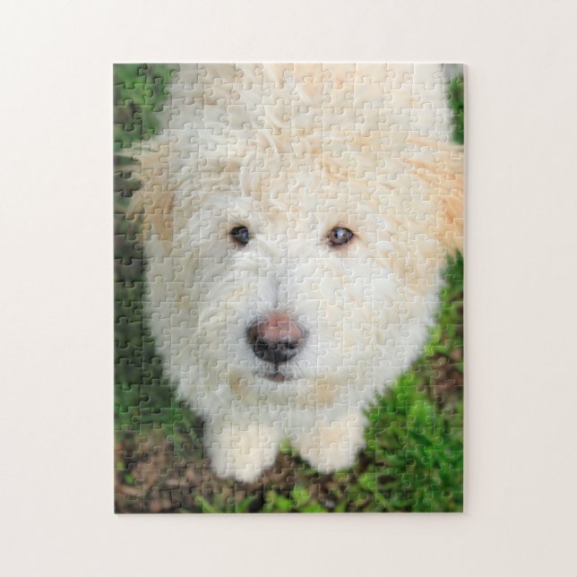 Goldendoodle Puppy Looking At Camera Jigsaw Puzzle (Vertical)